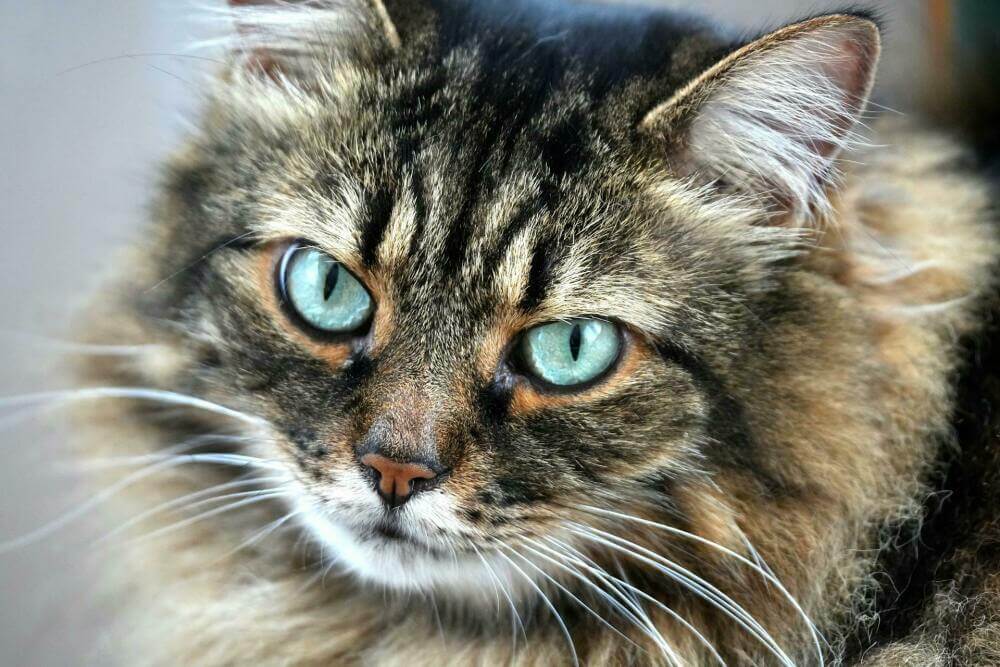 Ist die Katze gesund  freut sich der Mensch